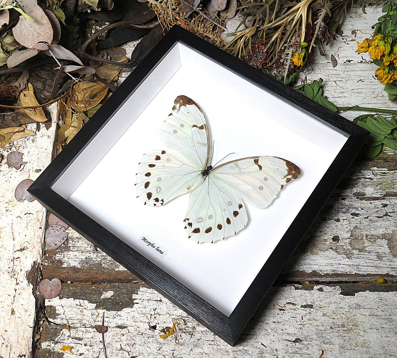 Morpho luna