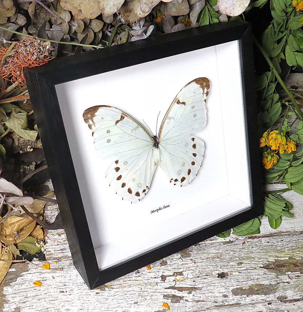 Morpho luna