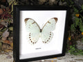 Morpho luna