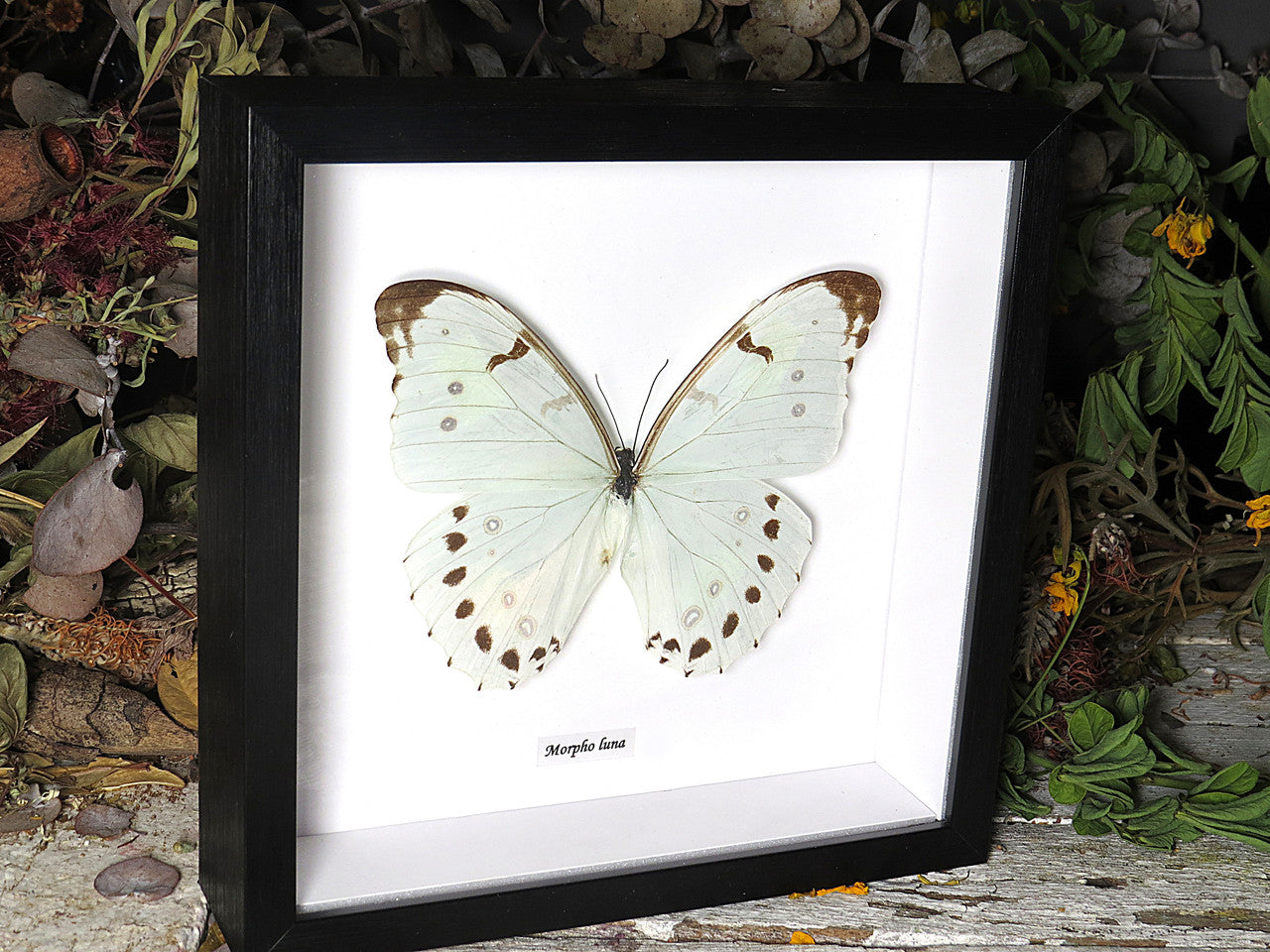 Morpho luna