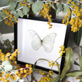 Framed butterfly collection Morpho luna Bits & Bugs 