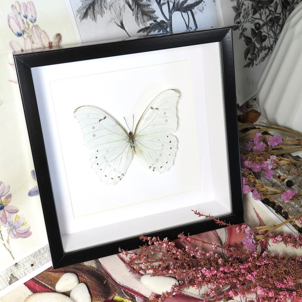 Framed butterfly collection Morpho luna Bits & Bugs 