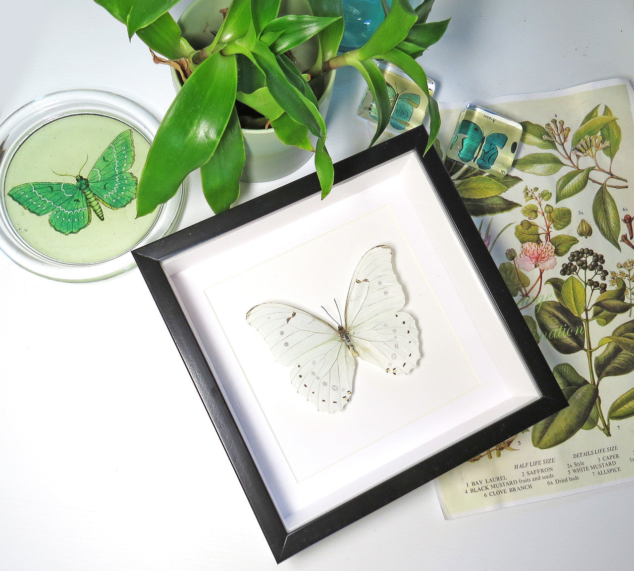 Framed butterfly collection Morpho luna Bits & Bugs 