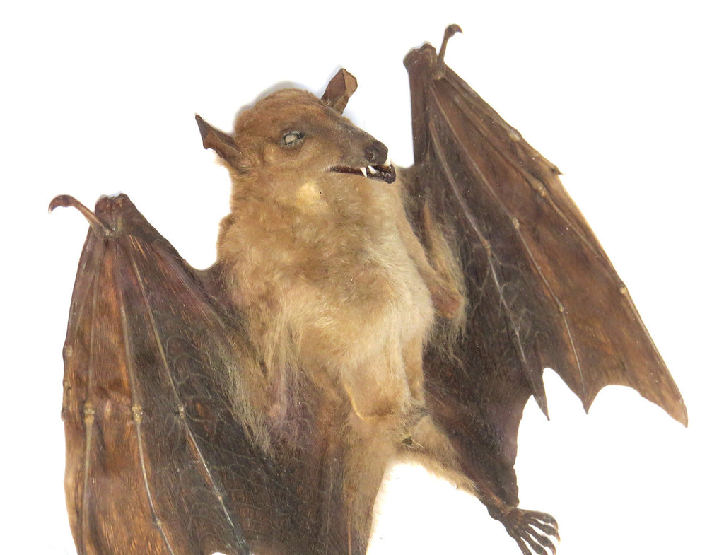 Macroglossus minimus