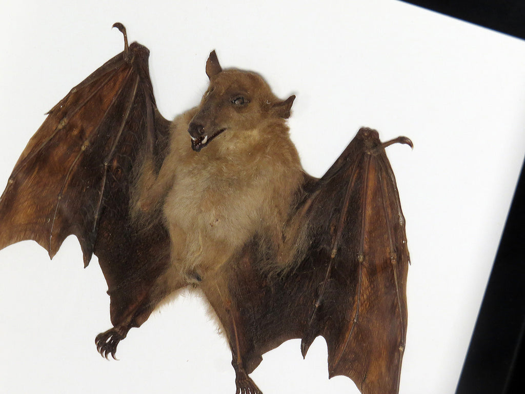 Macroglossus minimus