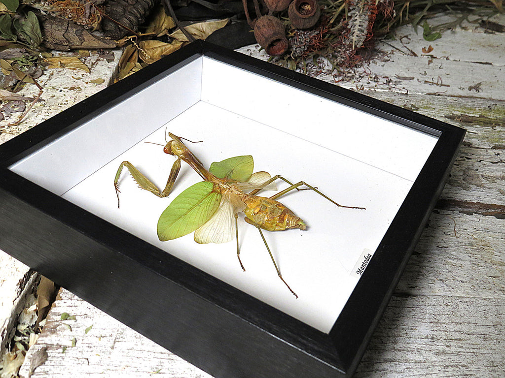 mantid