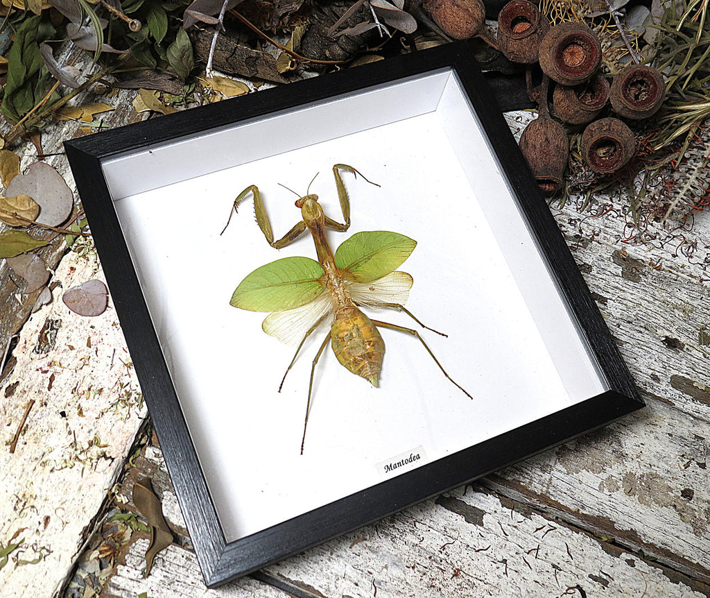 mantid