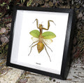 mantid