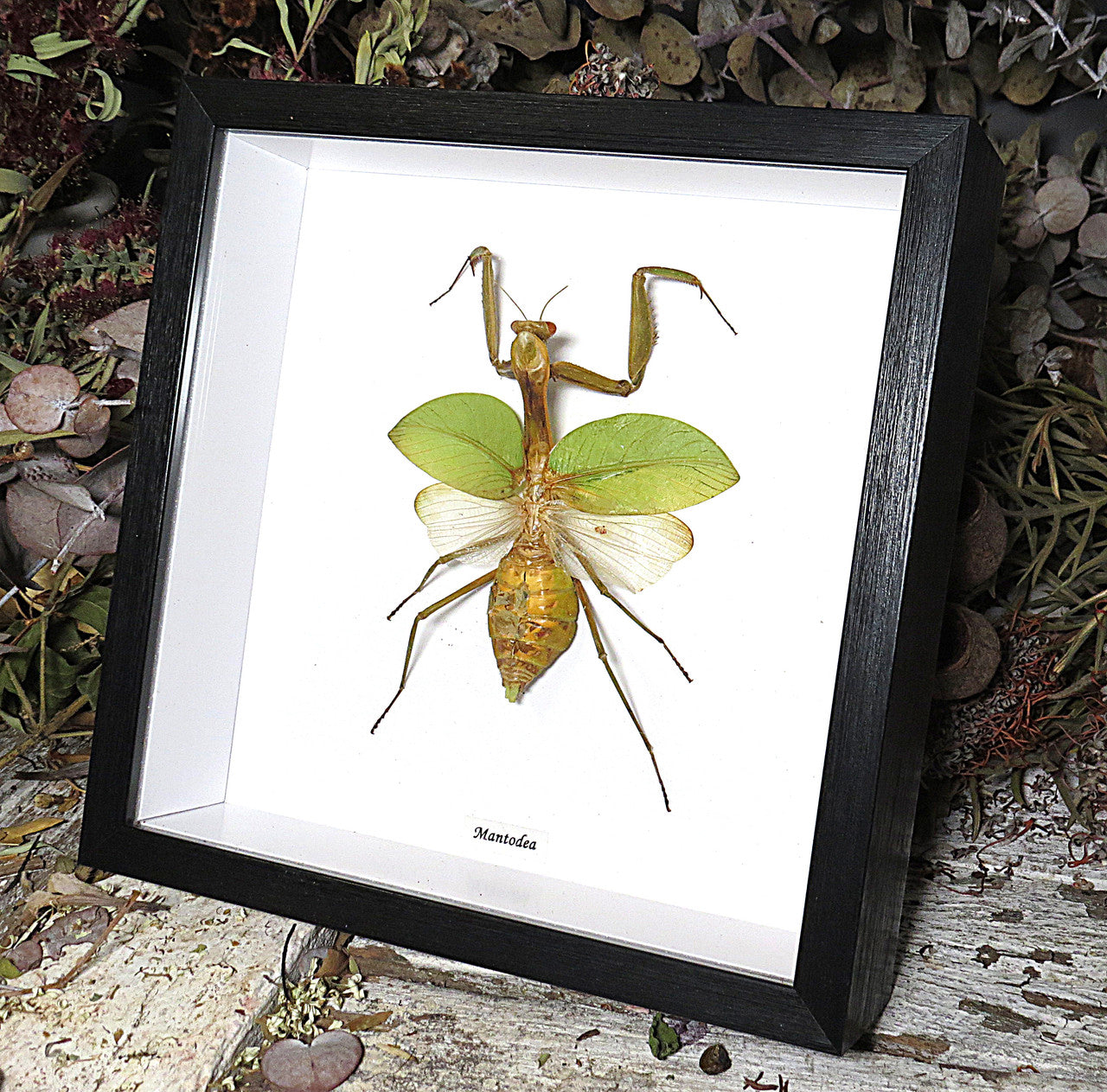 mantid