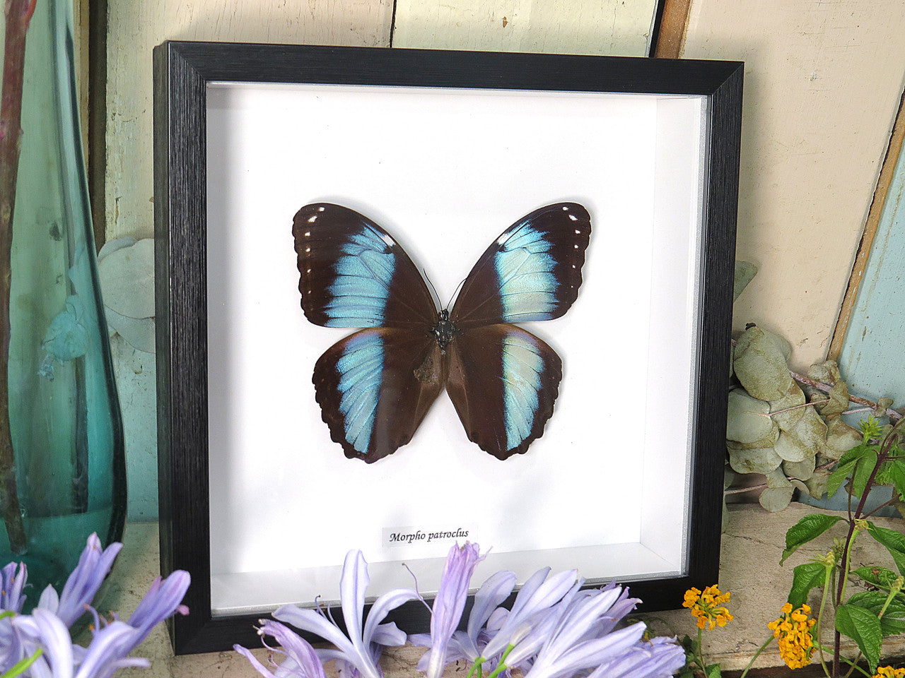 Morpho patroclus