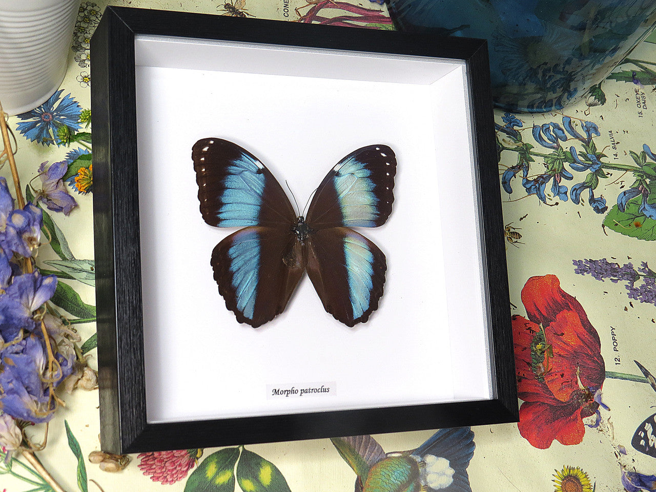Morpho patroclus