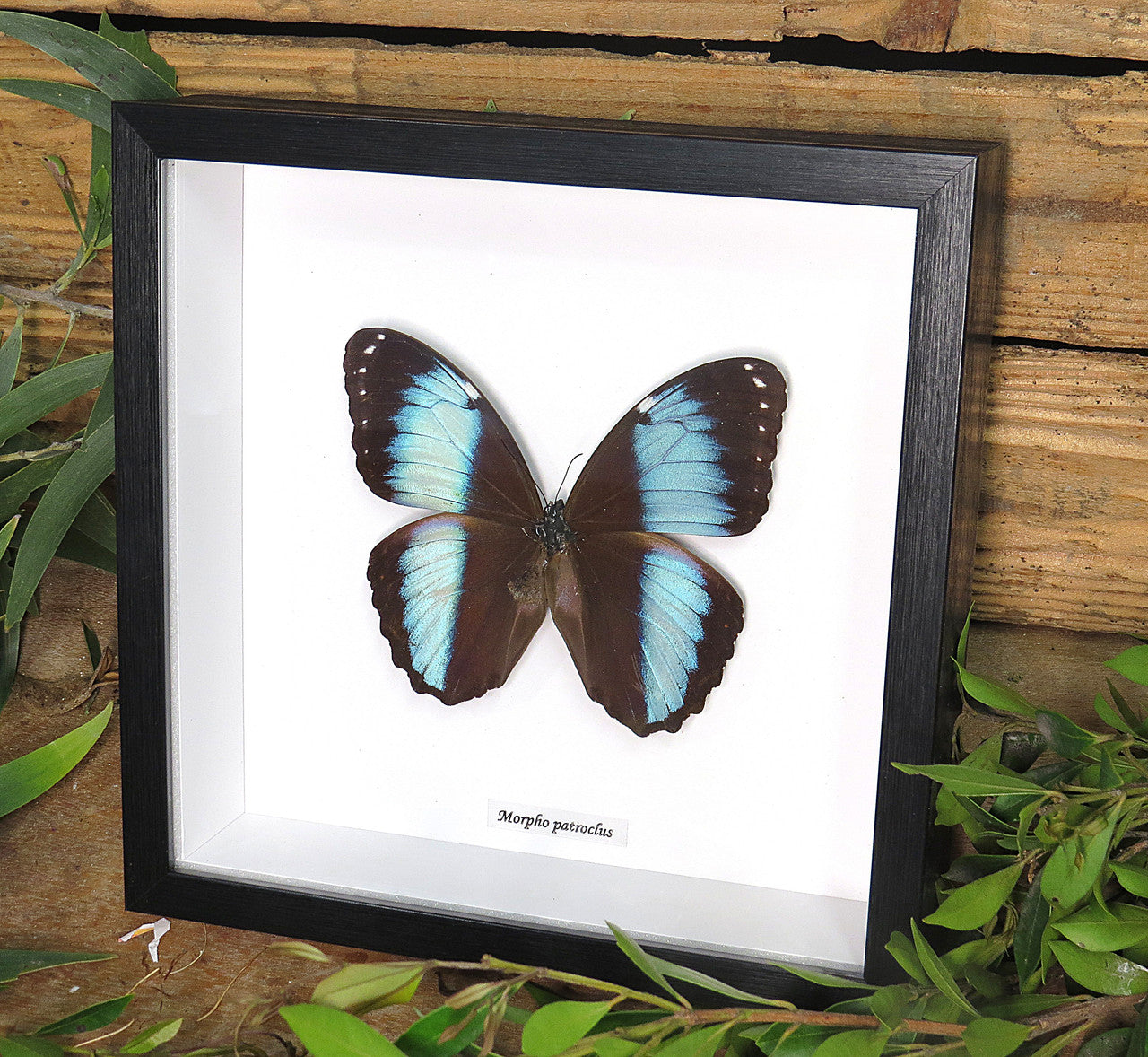 Morpho patroclus