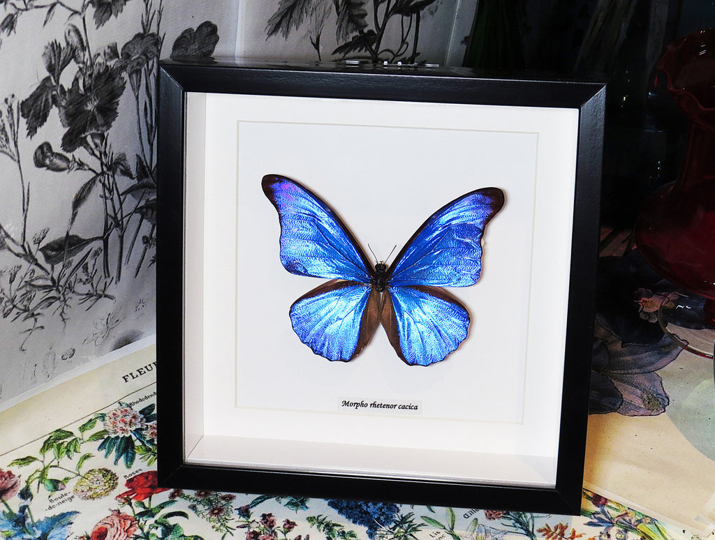 Morpho rhetenor cacica