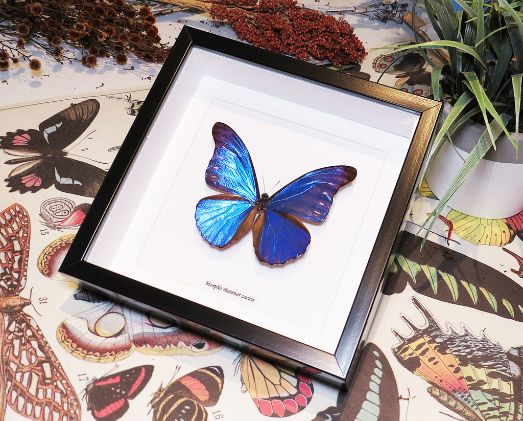 Morpho rhetenor cacica