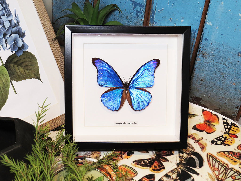 Morpho rhetenor cacica