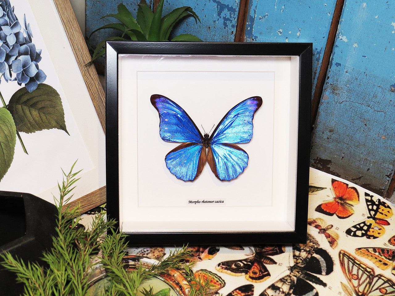 Morpho rhetenor cacica