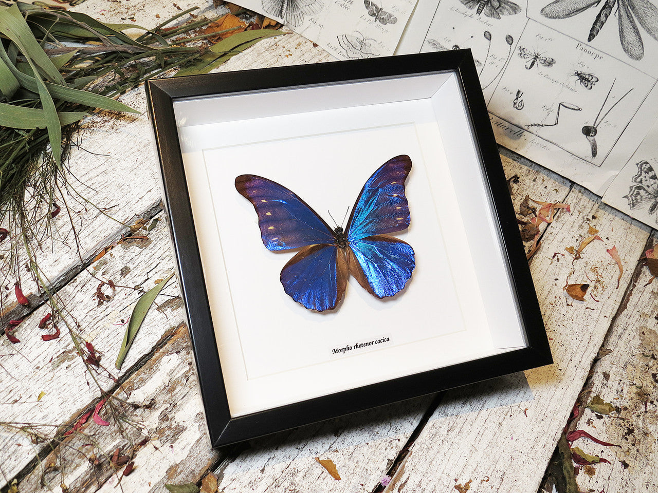 Morpho rhetenor cacica