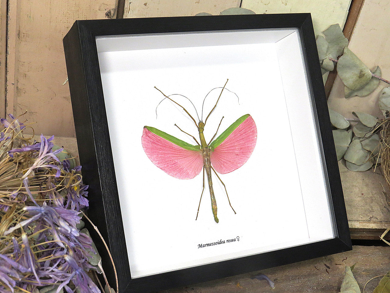 Marmessoidea rosea 