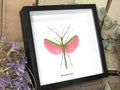 Marmessoidea rosea 