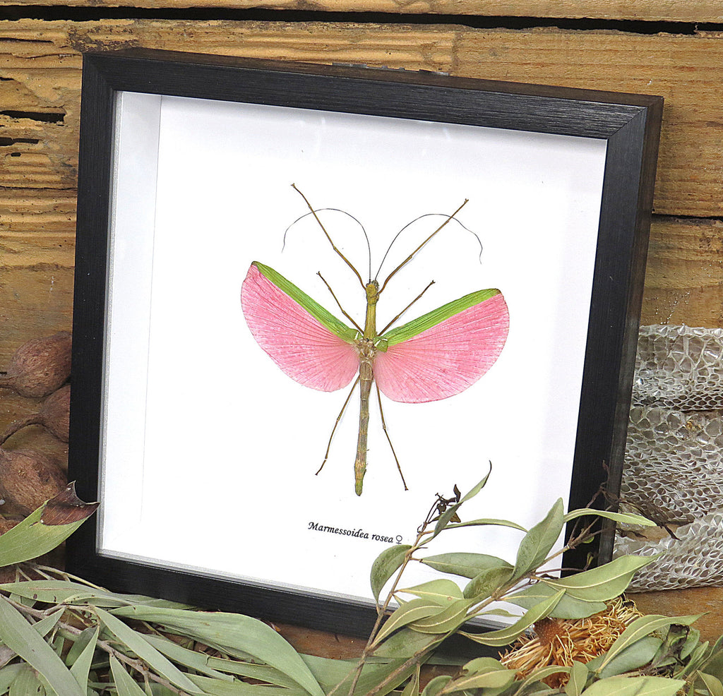 Marmessoidea rosea 