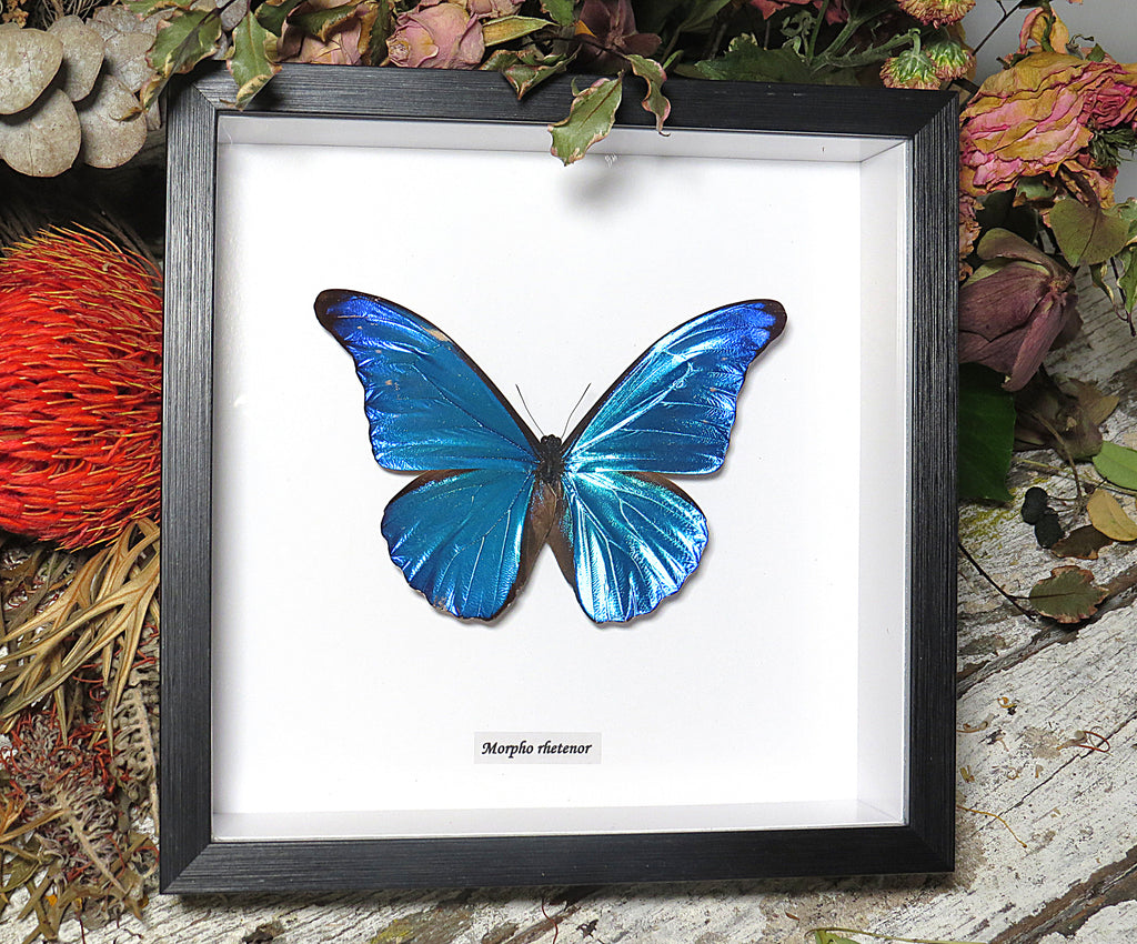 Morpho rhetenor