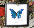 Morpho rhetenor