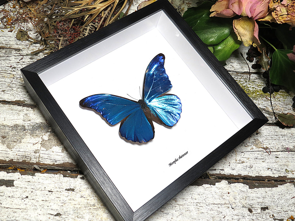 Morpho rhetenor