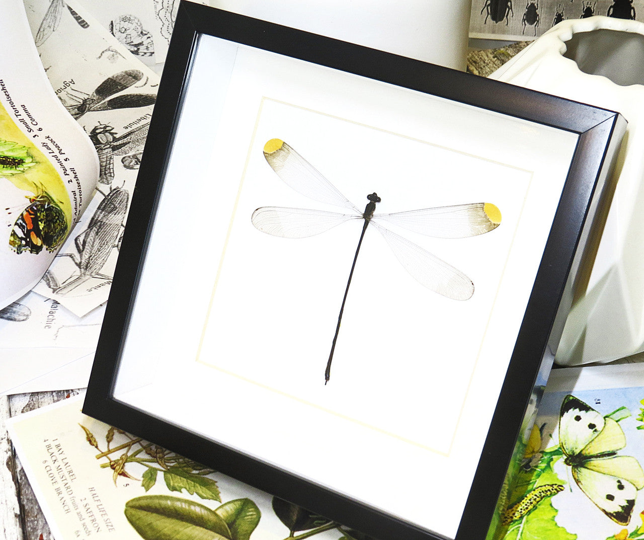 dragonfly for sale  Microstigma rotundatum  Bits and Bugs 
