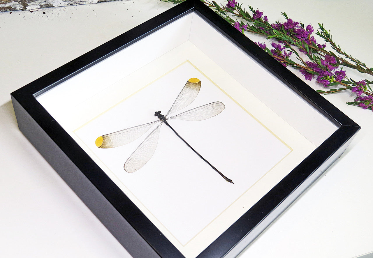 dragonfly for sale  Microstigma rotundatum  Bits and Bugs 