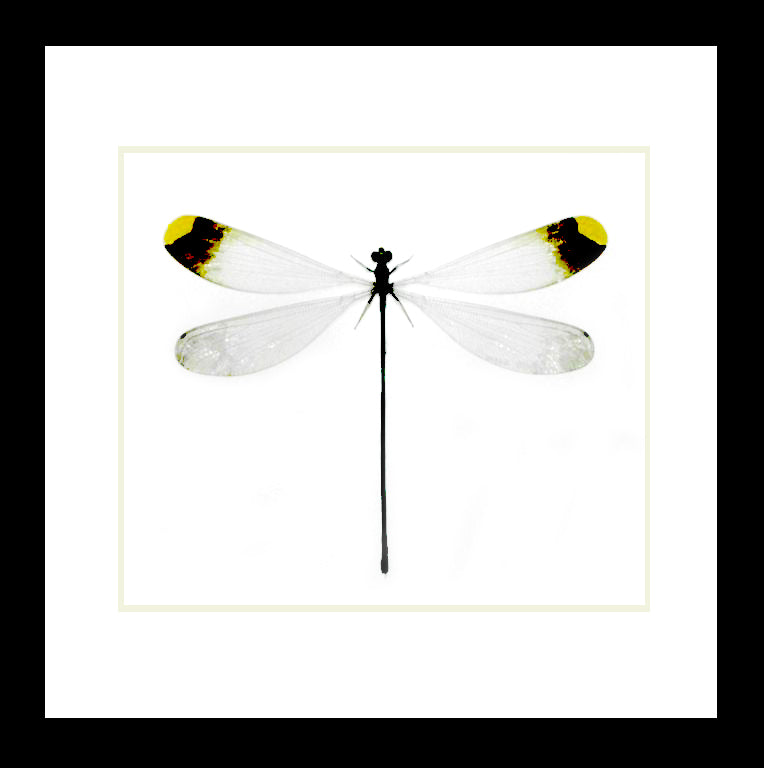 Microstigma rotundatum label # A7 ( special )