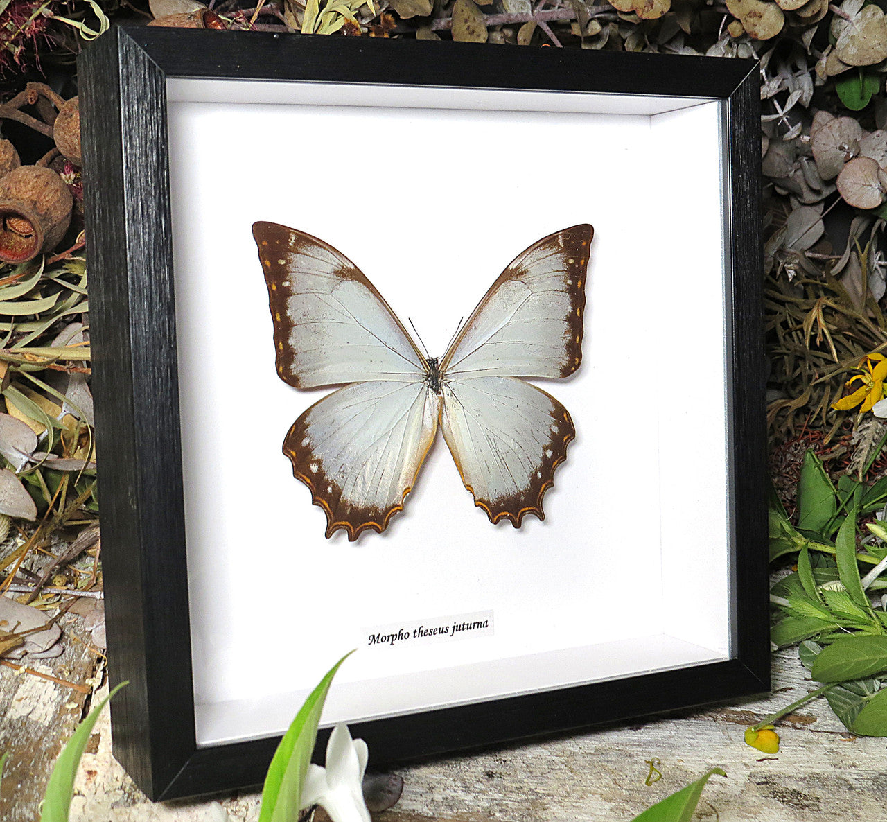Morpho theseus juturna