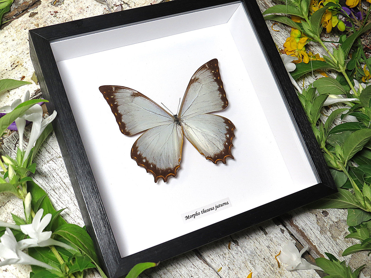 Morpho theseus juturna