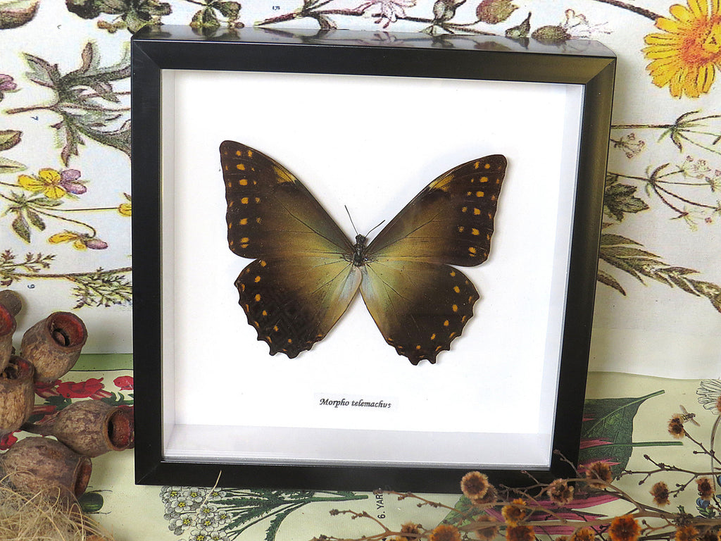 Morpho telemachus