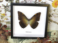 Morpho telemachus