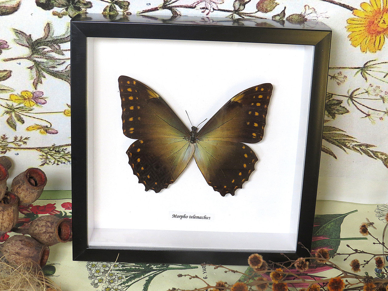 Morpho telemachus