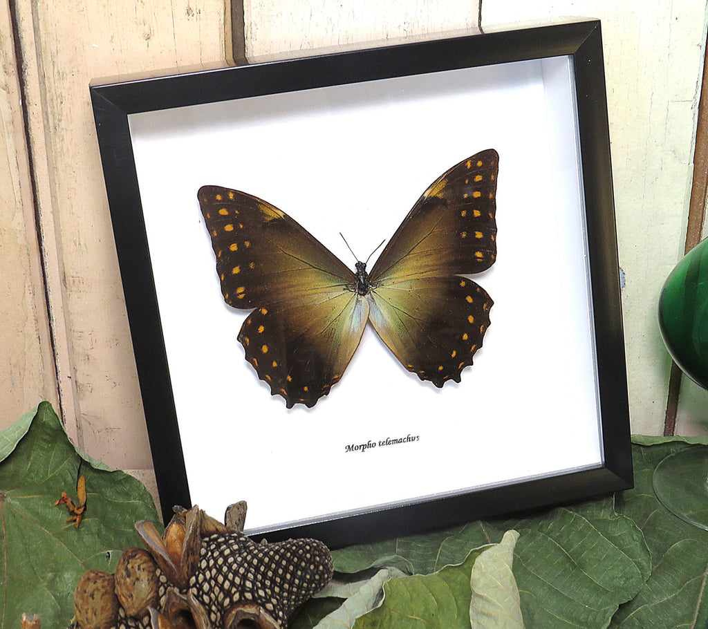 Morpho telemachus