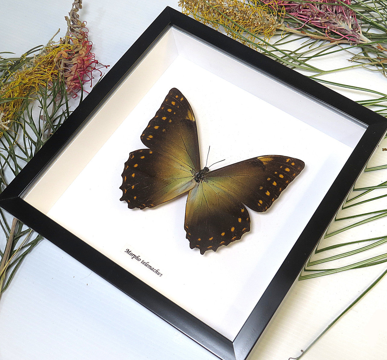 Morpho telemachus