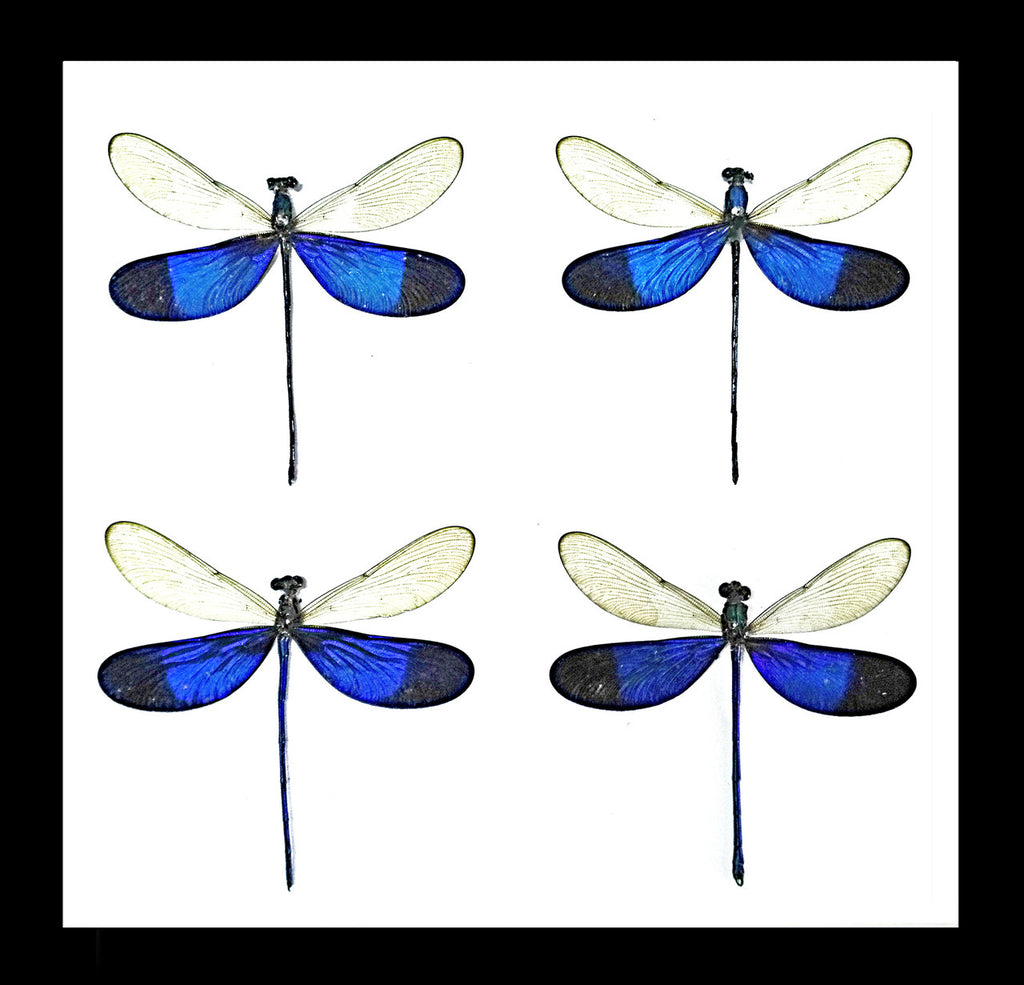 Framed dragonfly  Bits and Bugs 