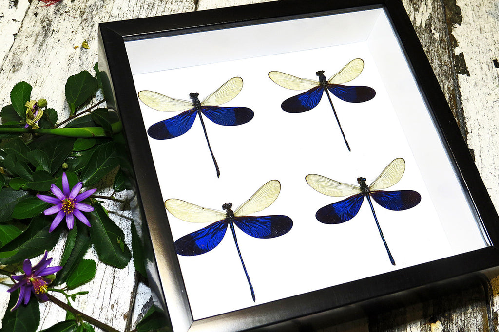 dragonfly for sale Australia