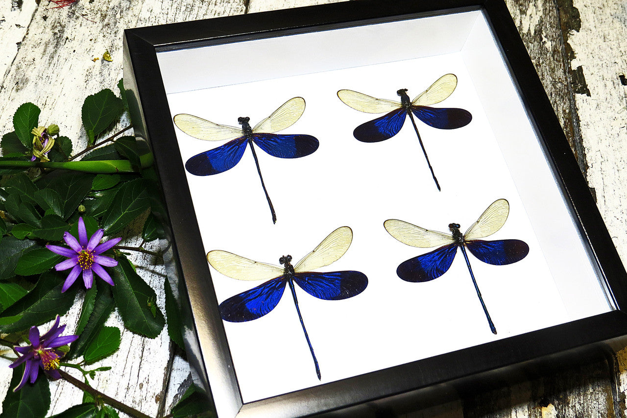 dragonfly for sale Australia