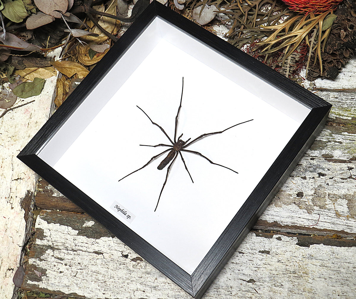 Nephlia maculata XL