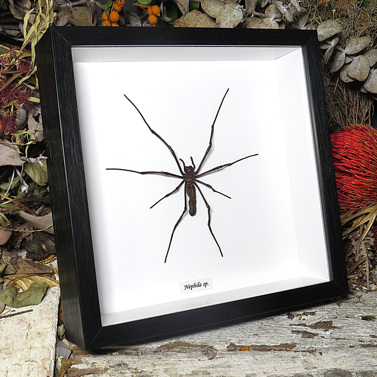 Nephlia maculata XL