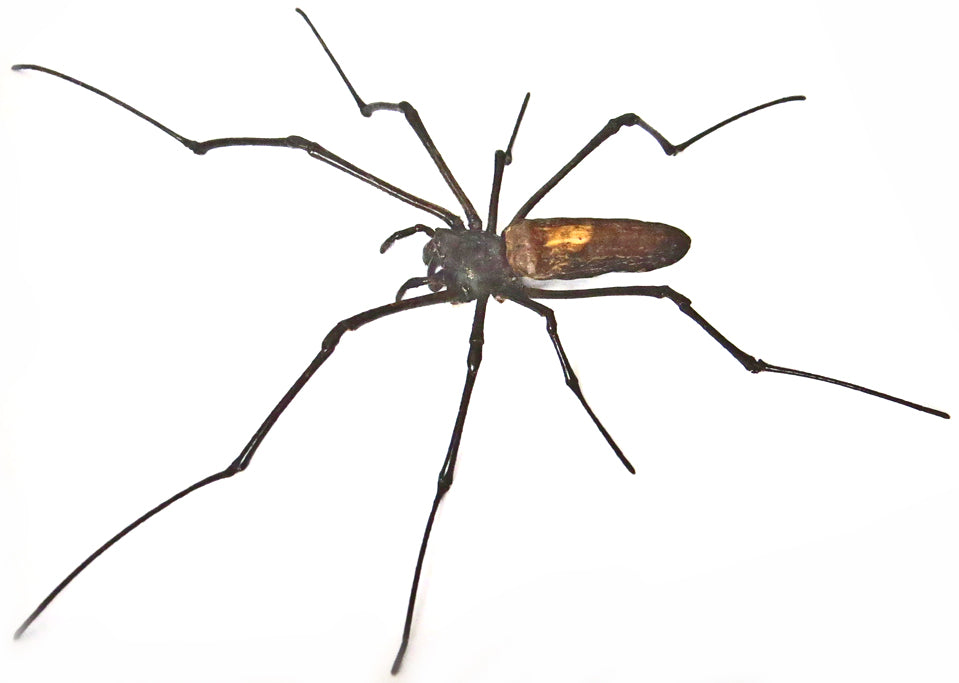 Nephlia maculata medium