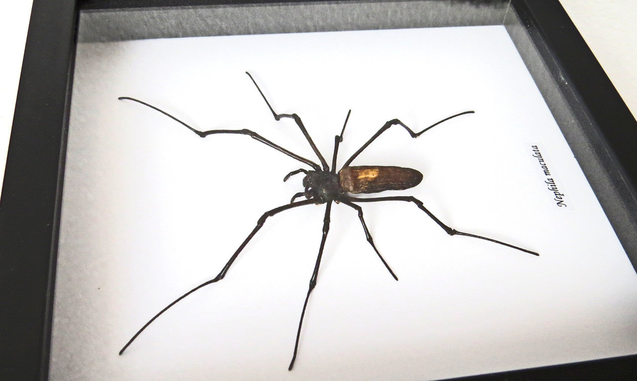 Spiders archnids insects Nephlia maculata Bits & Bugs