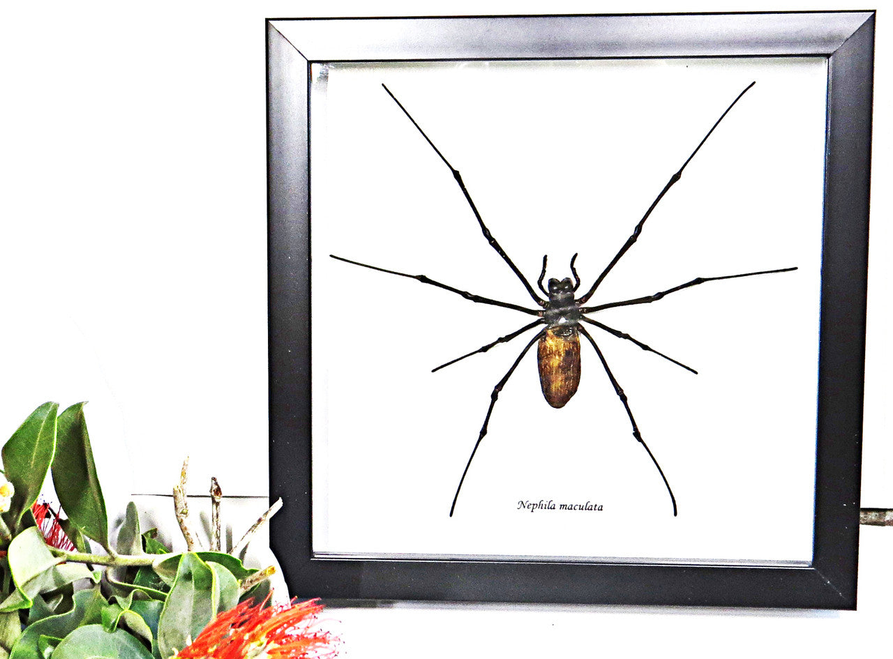 Spiders archnids insects Nephlia maculata Bits & Bugs