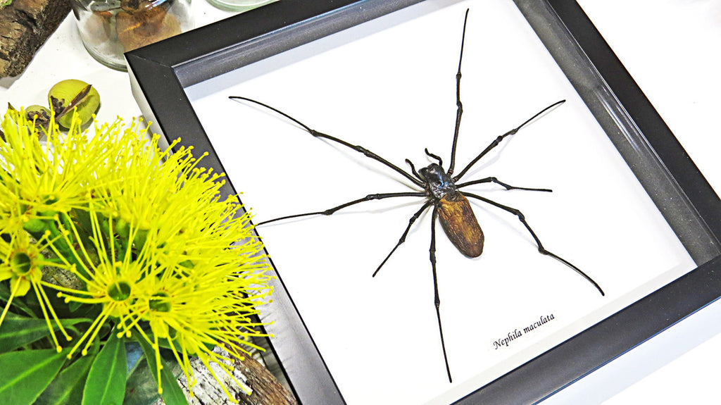 Spiders archnids insects Nephlia maculata Bits & Bugs