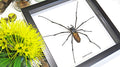Spiders archnids insects Nephlia maculata Bits & Bugs