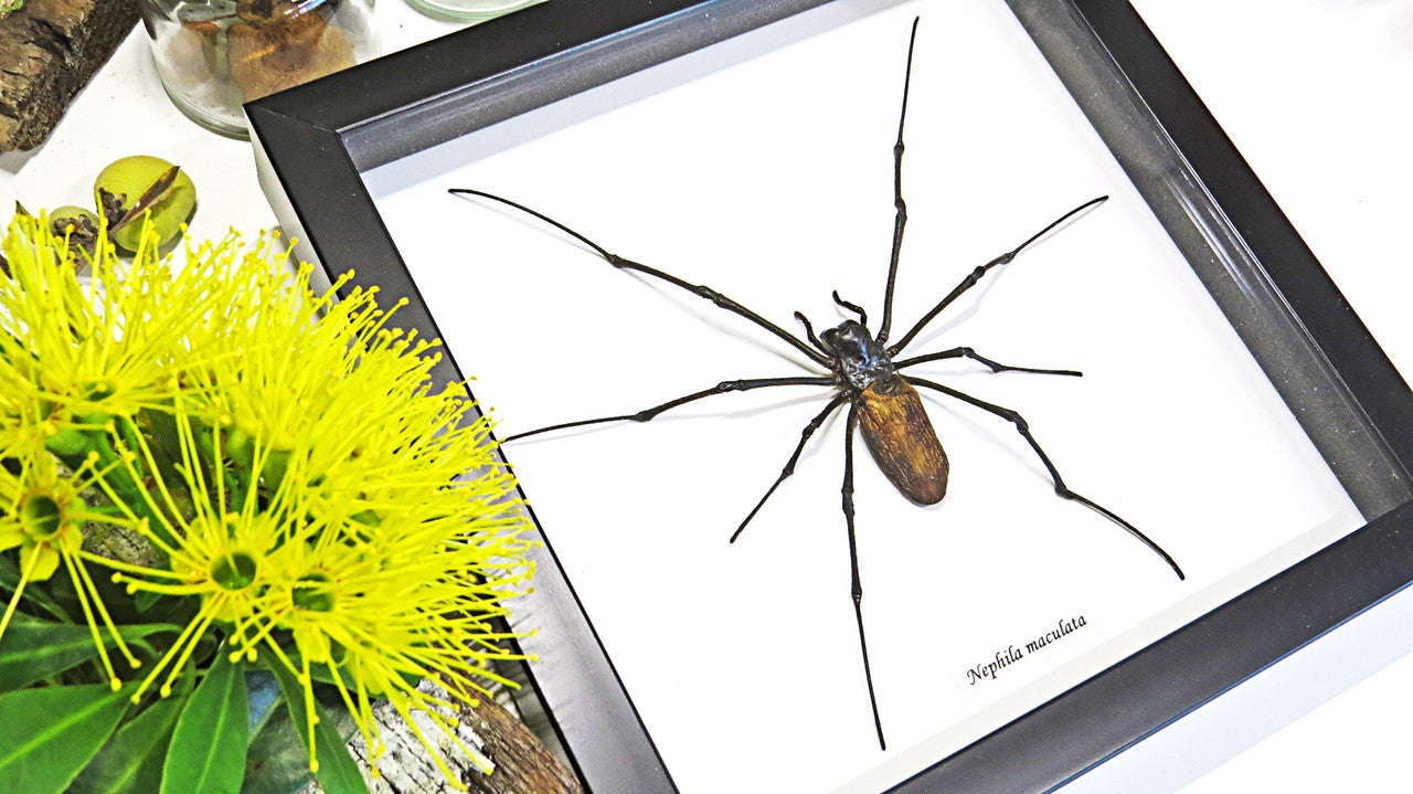 Spiders archnids insects Nephlia maculata Bits & Bugs
