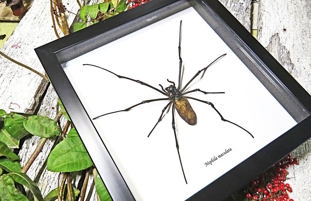 Spiders archnids insects Nephlia maculata Bits & Bugs