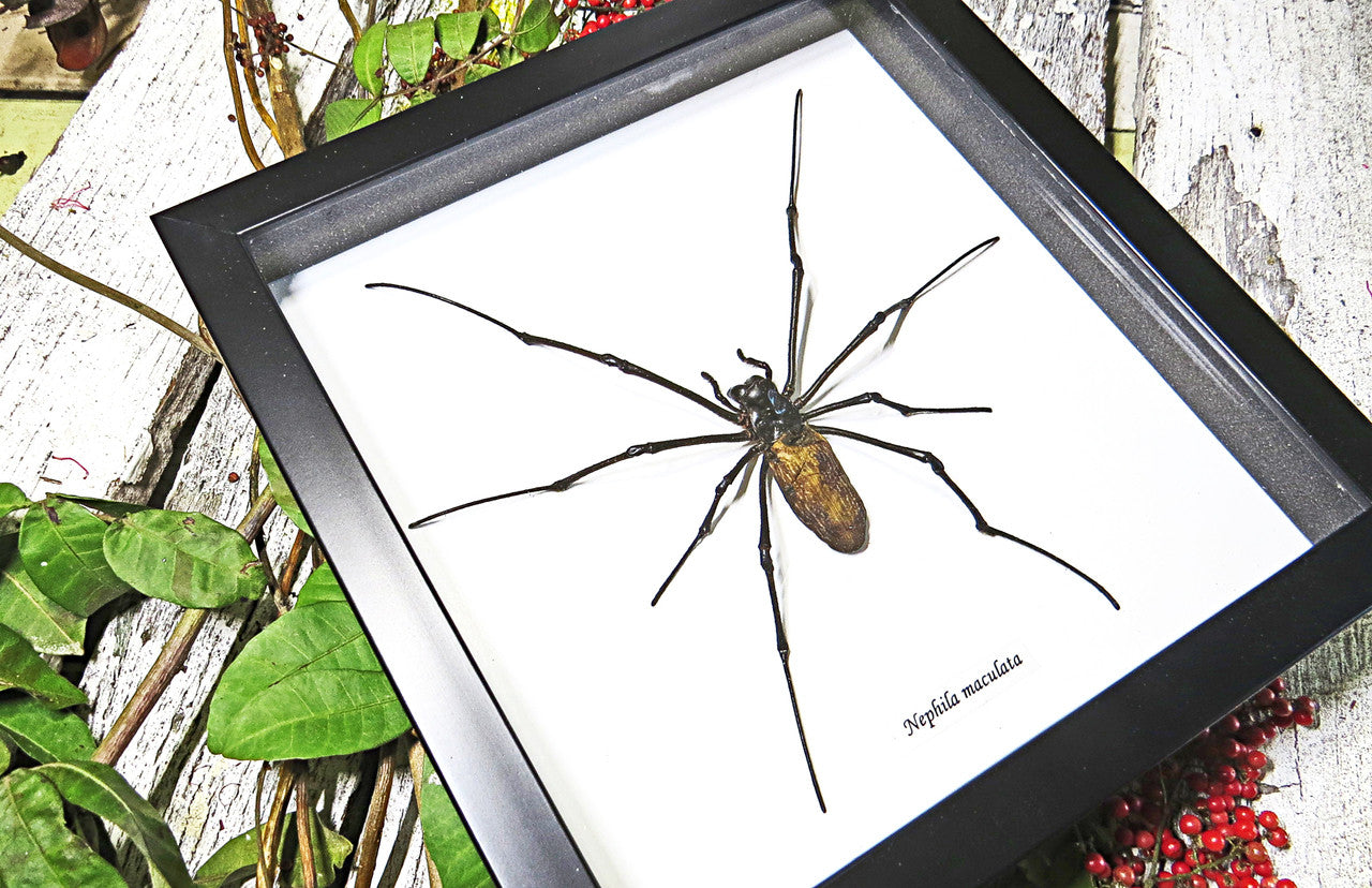 Spiders archnids insects Nephlia maculata Bits & Bugs